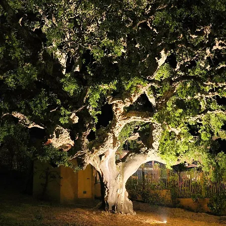 فيلة Vista Blu كونكا